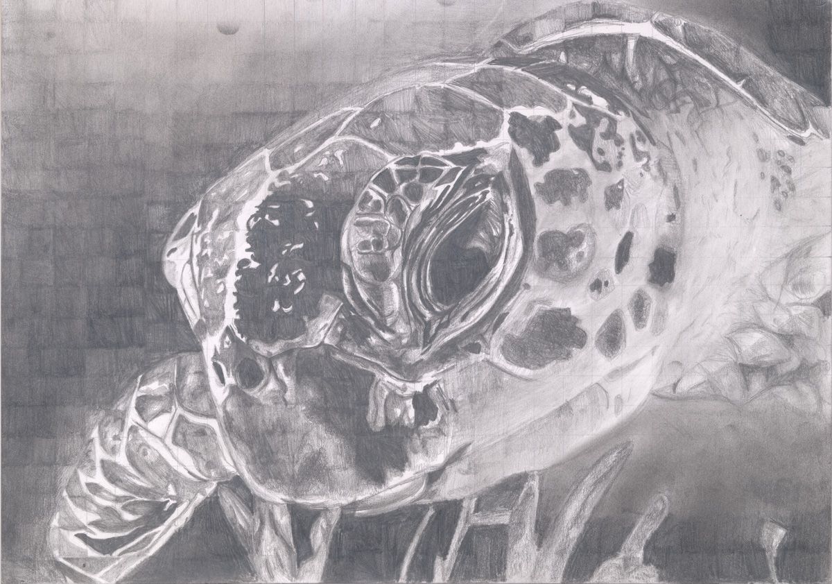 Jeremy Nixon, "Sea Turtle" - 2015, Graphite, 10 x 14 in., Sugar Grove Campus, Collins Hall, room 118