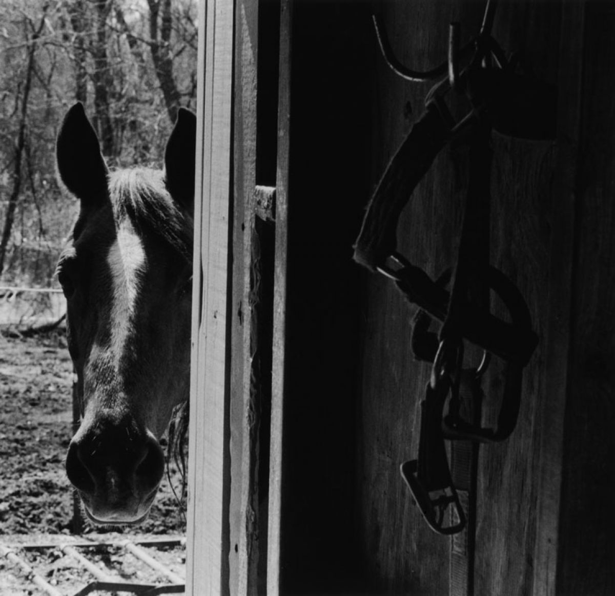 2008, Silver Gelatin Print, 5 3/4 x 6 in.