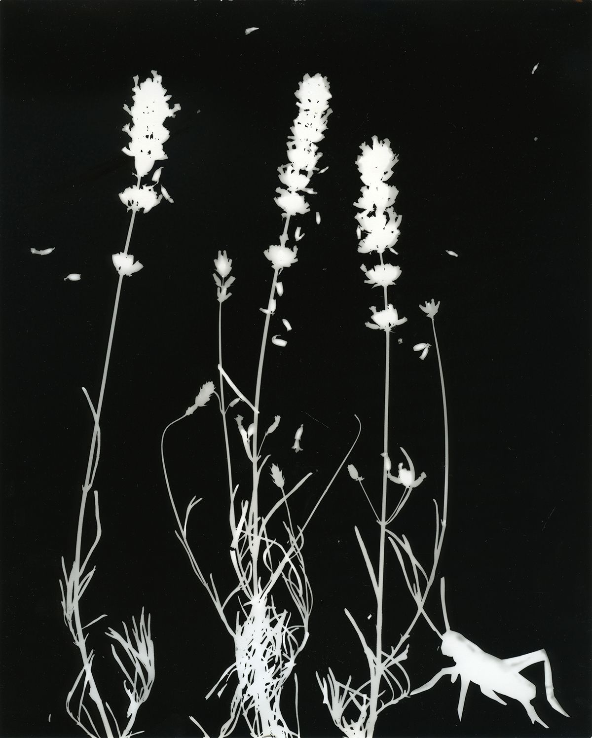 2019, Silver gelatin fiber print, 10 x 8 in.