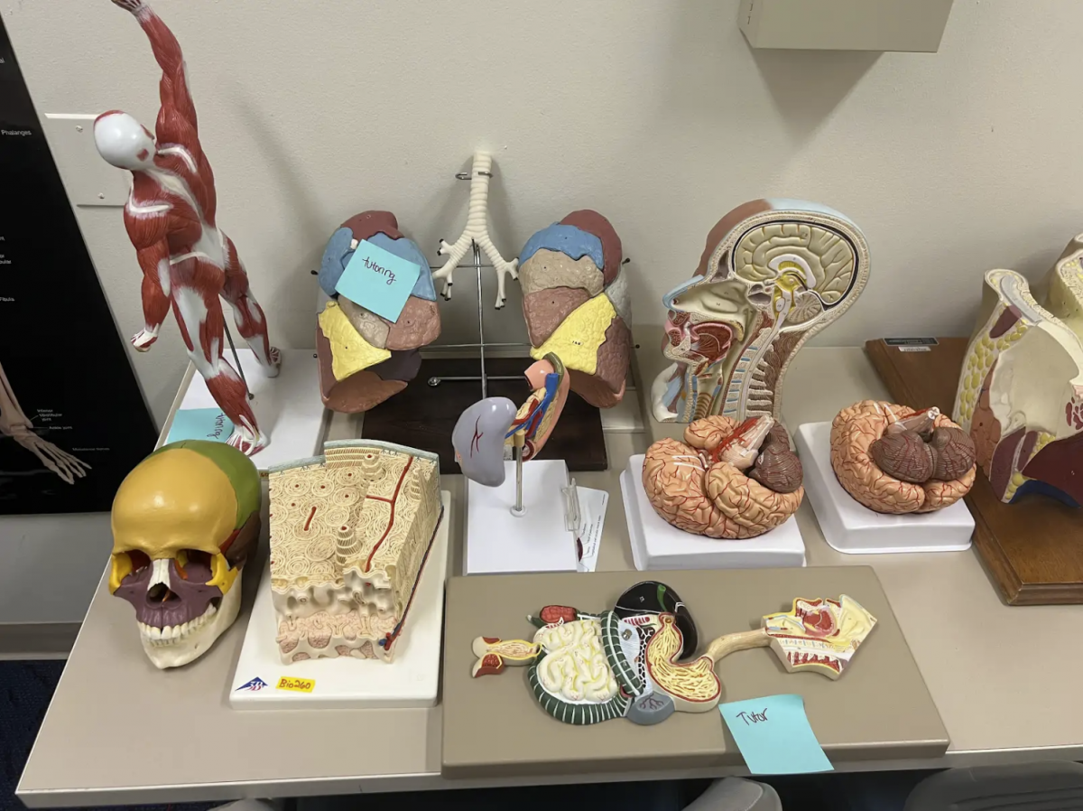 Anatomy & Physiology Models