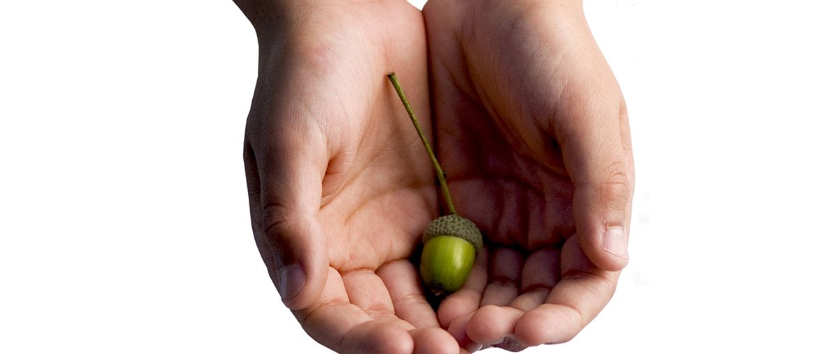 Hands Acorn