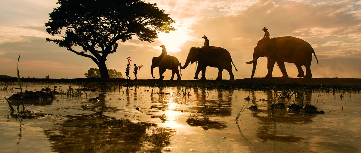 Safari Elephants