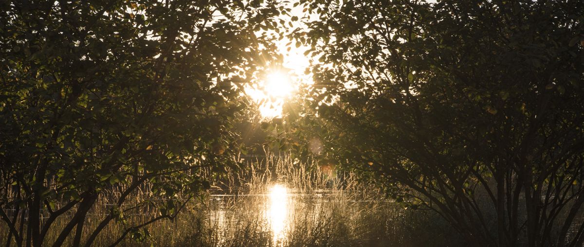 sunrise over pond