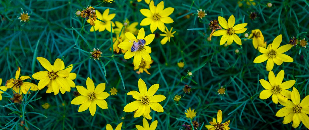 Blue bee on yellow flowers