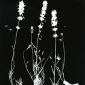 2019, Silver gelatin fiber print, 10 x 8 in.