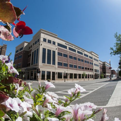 Aurora flowers in bloom street view during summer S