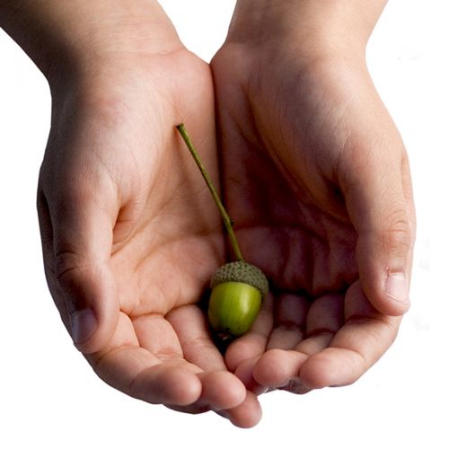Hands Acorn