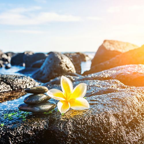 Yellow flower on rocks S