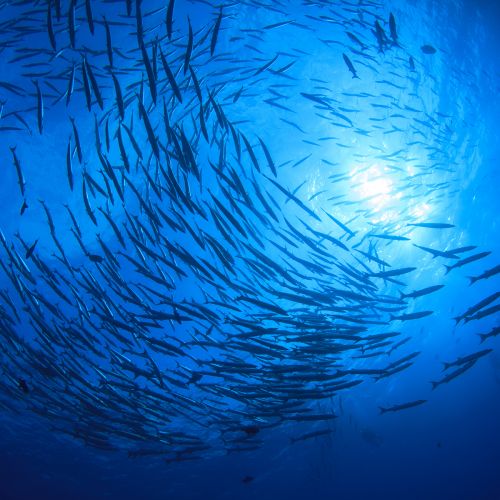 Ocean School of Fish