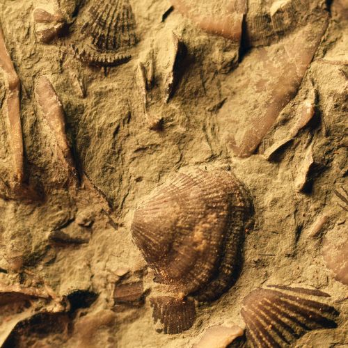Brachiopod Fossils closeup