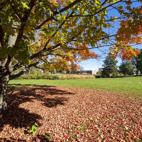 Sugar Grove Campus Tree Weigel