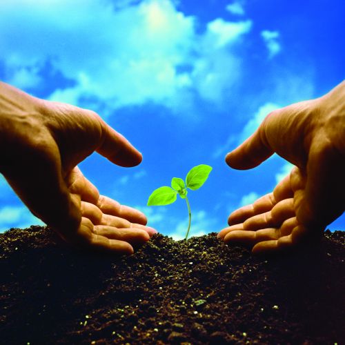 sprouting plant with hands and soil