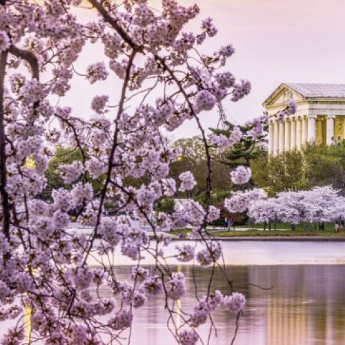 Cherry Blossom Time LLI Trip Flier Cover